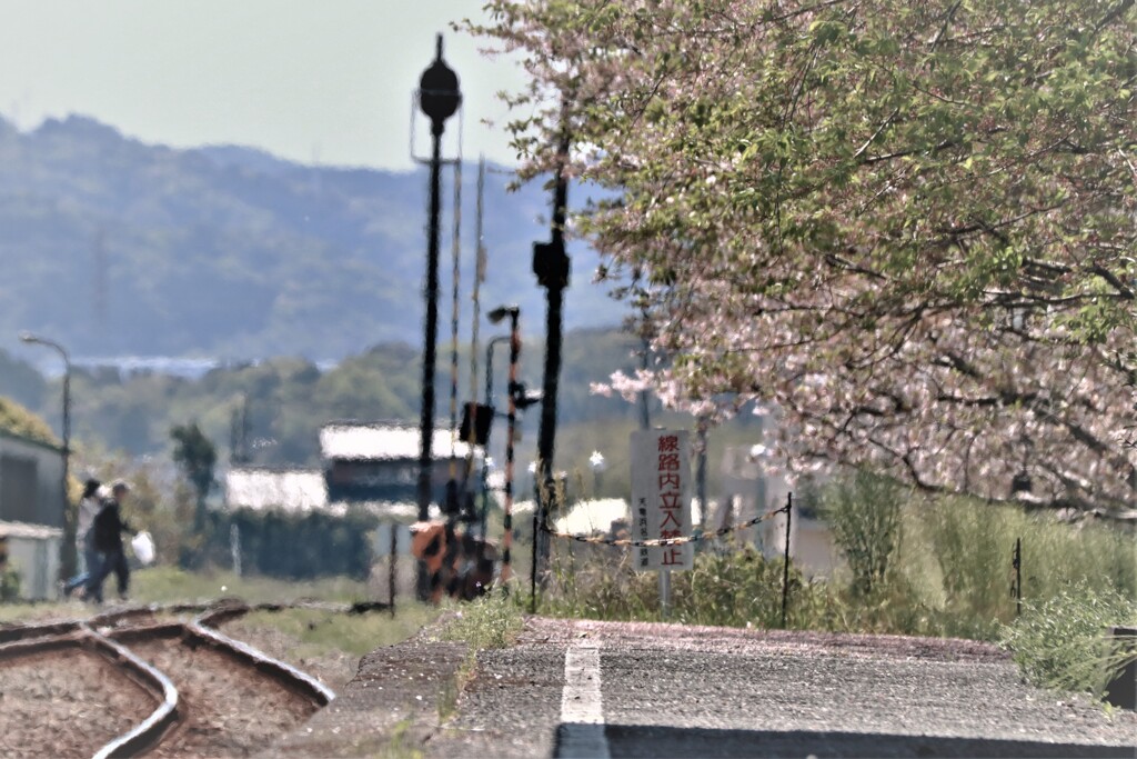 桜蘂降る駅