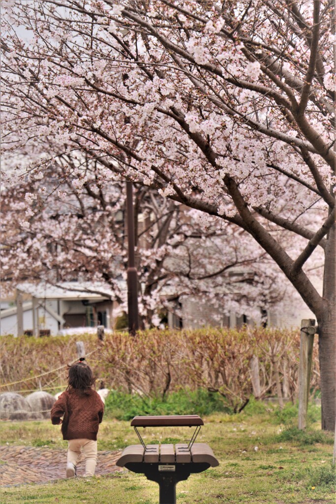 桜日和1