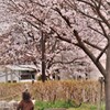 桜日和1