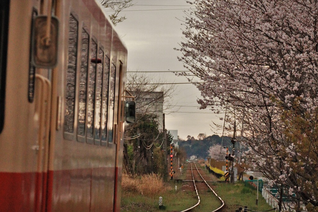 桜日和、岩水寺