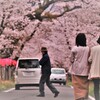 桜日和4