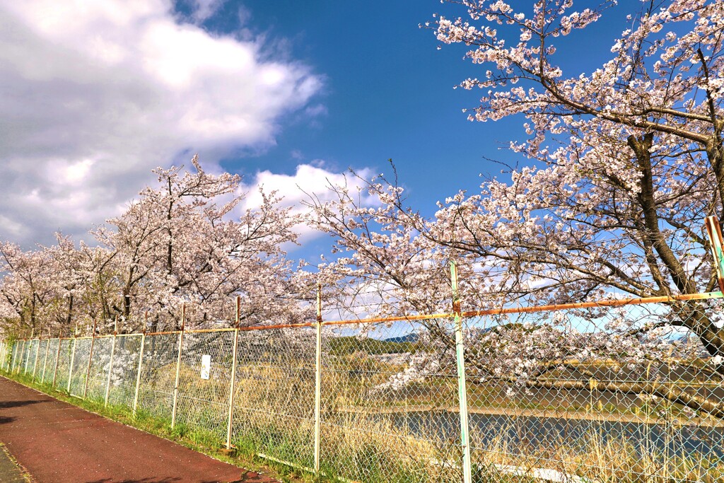 拝啓 清明の候 桜15