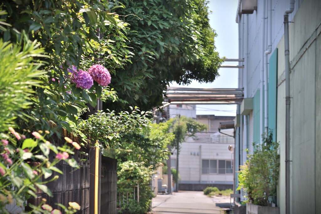 拝啓 夏至の候 紫陽花1