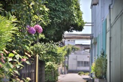 拝啓 夏至の候 紫陽花1