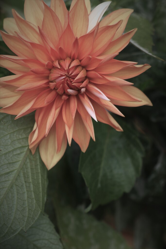 萌木の花