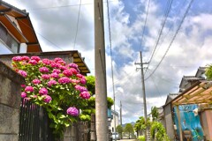 拝啓 芒種の候 紫陽花1