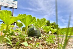 拝啓 夏至の候 天浜線8