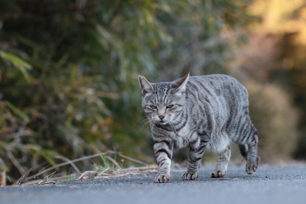 街猫物語 小寒7