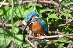 カワセミ