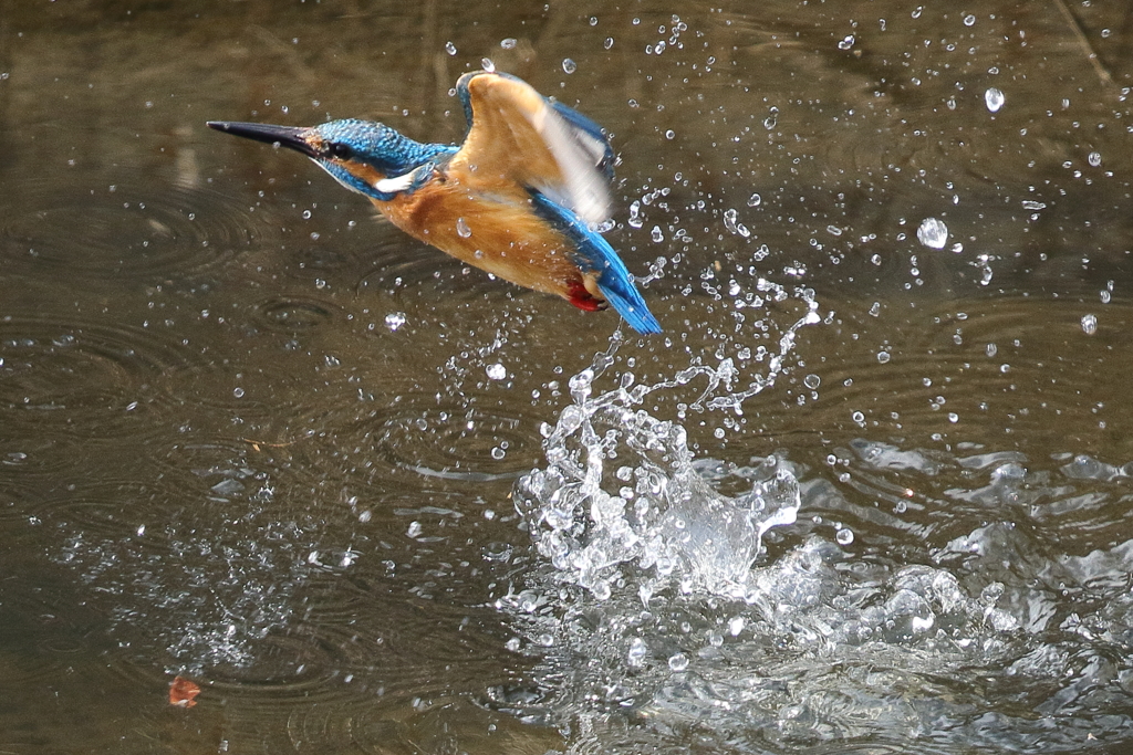 カワセミの水浴び７