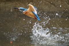 カワセミの水浴び７