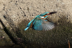 カワセミダイブ４