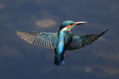 カワセミホバ（連続１）