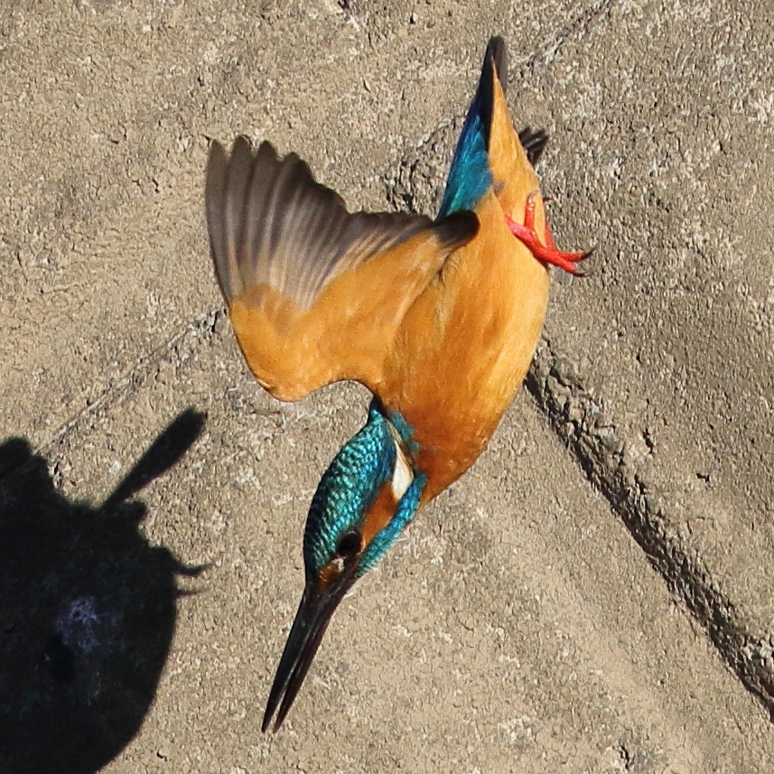 カワセミダイブ１