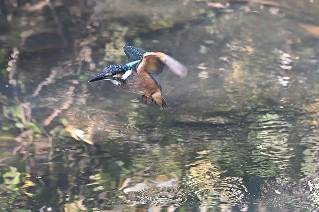 カワセミ幼鳥
