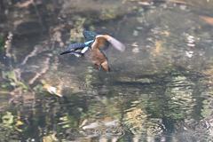 カワセミ幼鳥