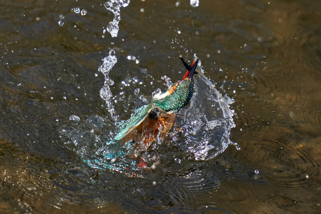 カワセミ水上がり２