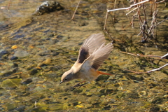 ジョウビのジャンプ