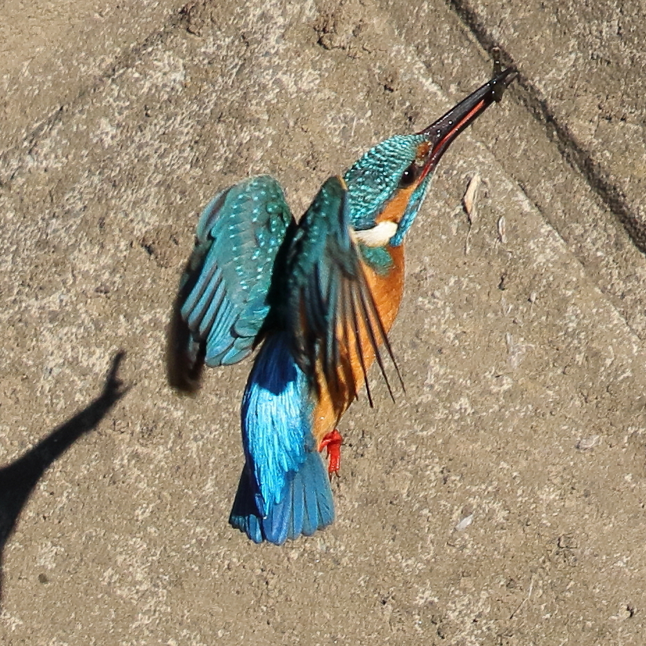 カワセミダイブ2