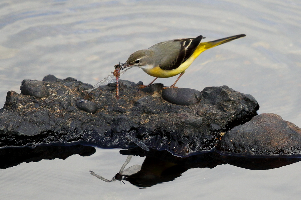 大好物の赤とんぼ
