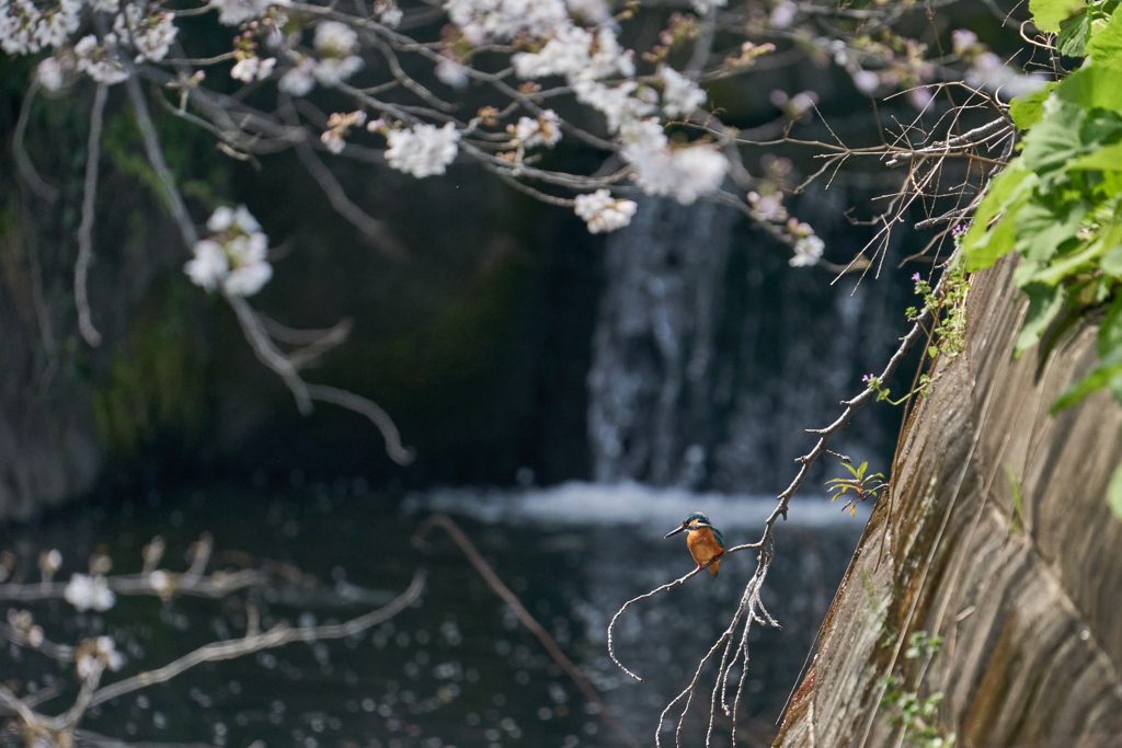 桜とカワセミ