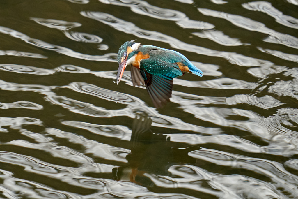 瞳を閉じて飛ぶカワセミ