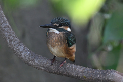 カワセミ幼鳥②
