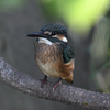 カワセミ幼鳥②