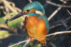 カワセミ