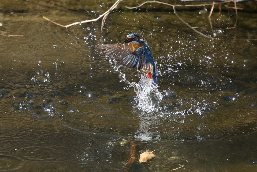 カワセミダイブ