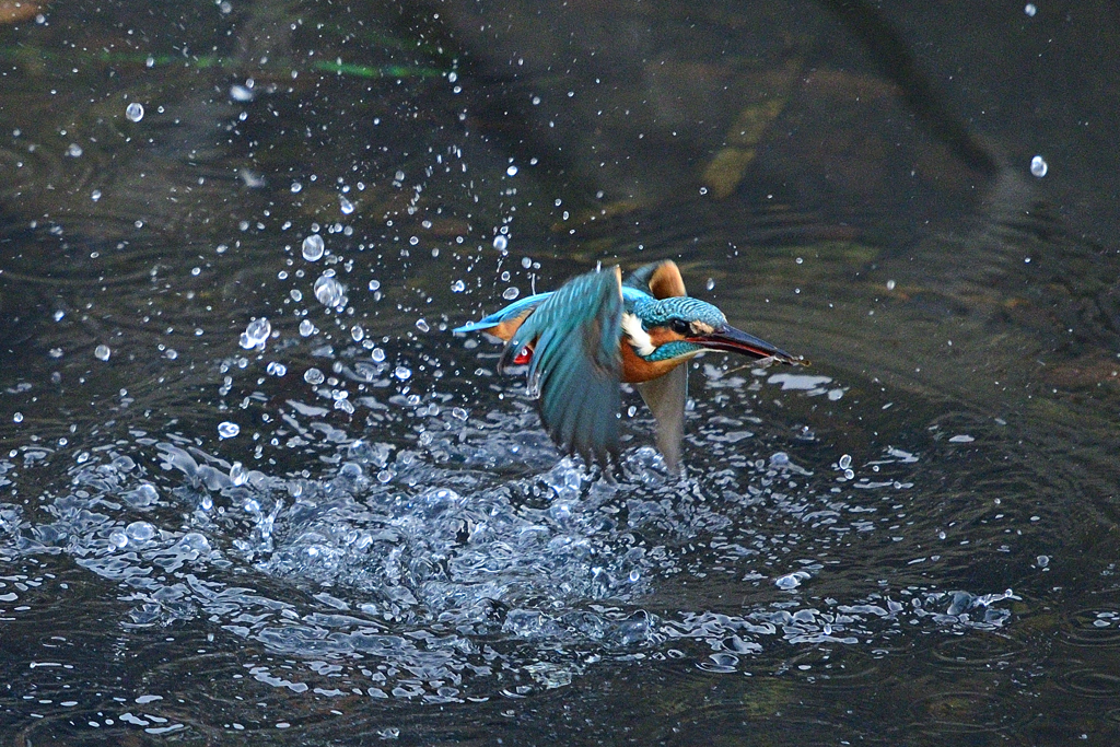 カワセミ③
