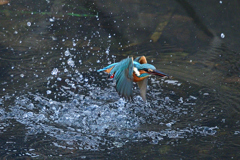 カワセミ③