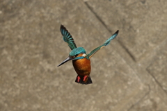 カワセミホバ２