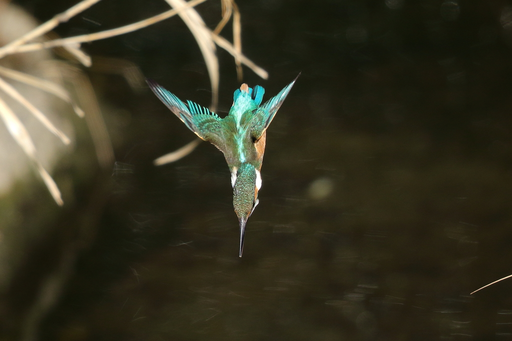 カワセミダイブ２