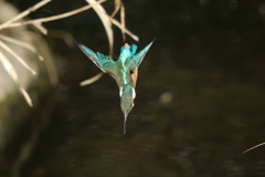 カワセミダイブ２