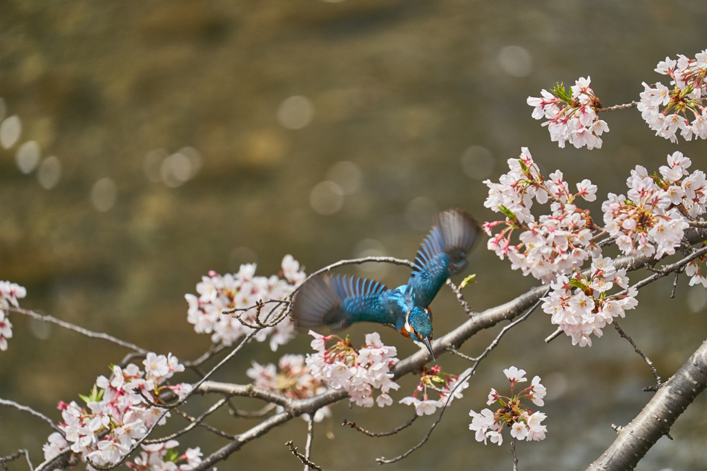 桜カワセミ