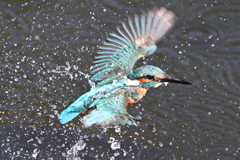 カワセミの水浴び