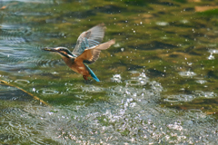 カワセミ水上がり②