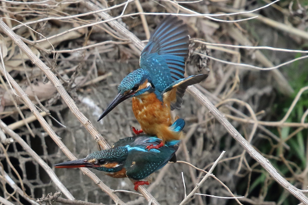 カワセミのカップル（９）