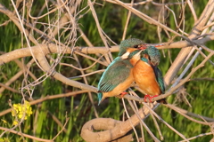 カワセミのカップル（６）