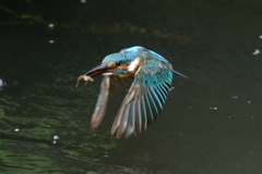 カワセミ