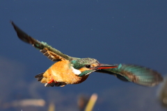 カワセミホバ５