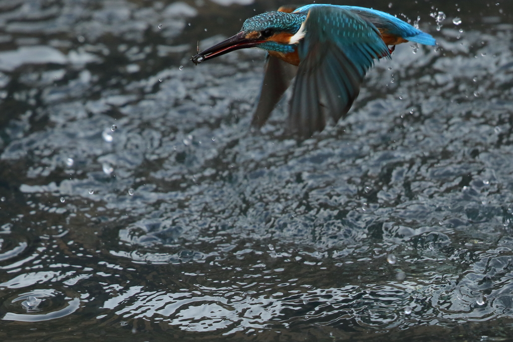 カワセミダイブ10