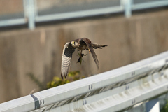 チョウゲンボウ③