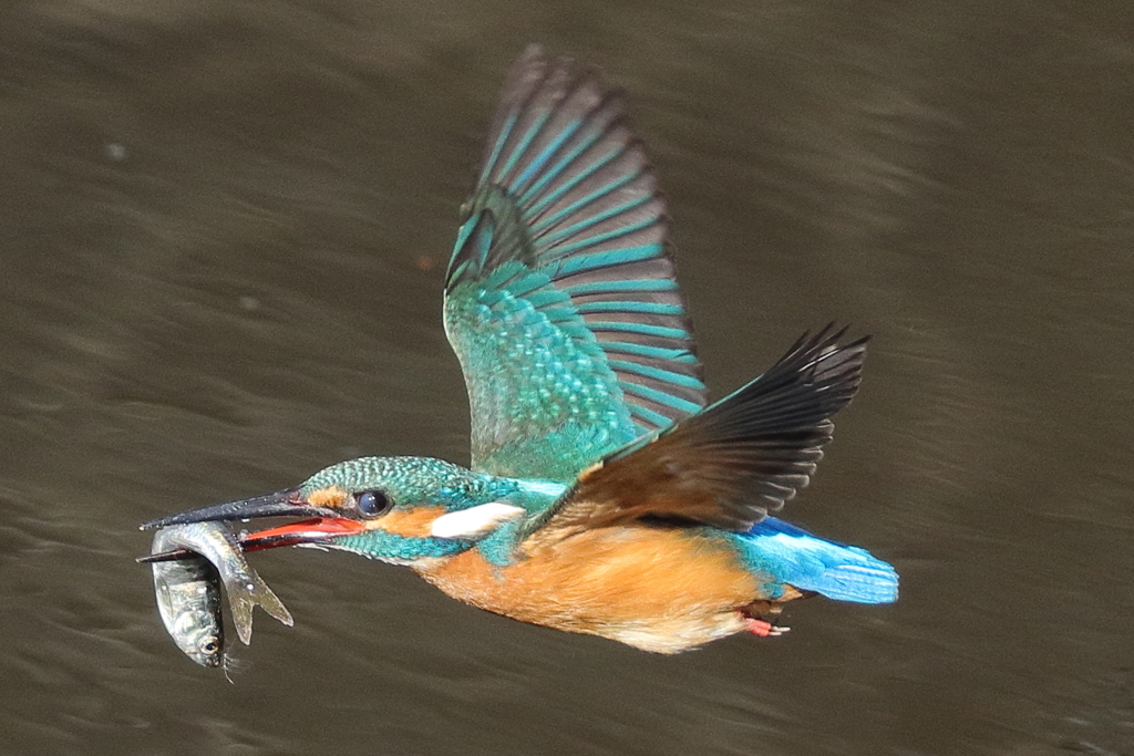 大漁（その３）