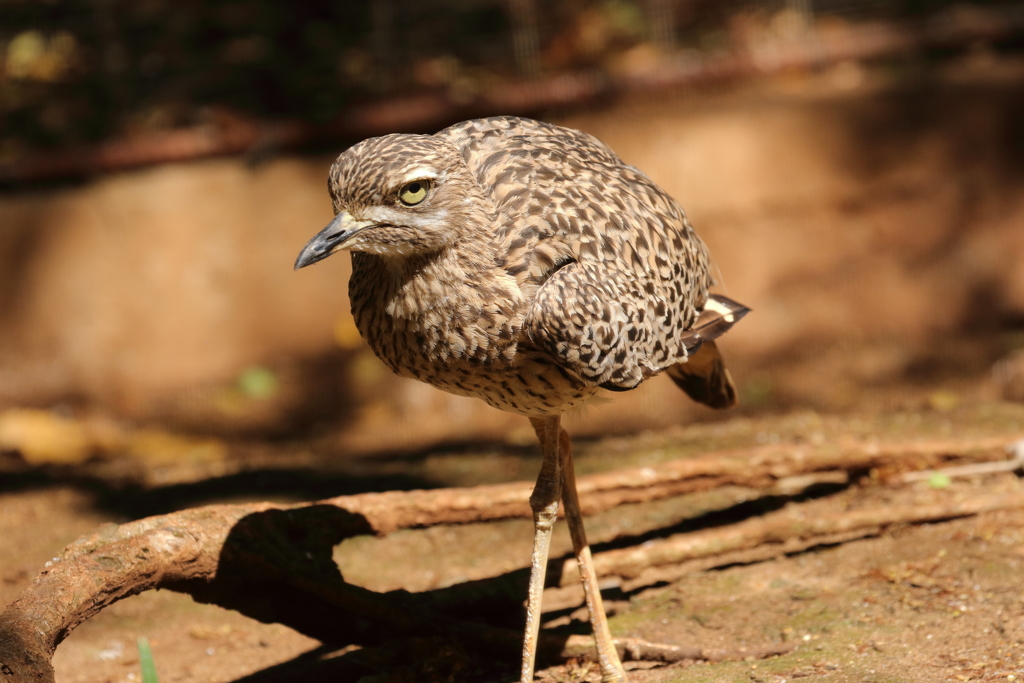 オアフ島の野鳥（２）