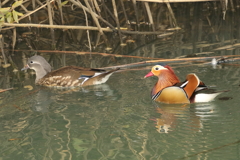 近所の遊水池に渡ってきたオシドリ2