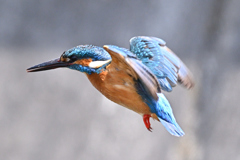 カワセミホバリング②