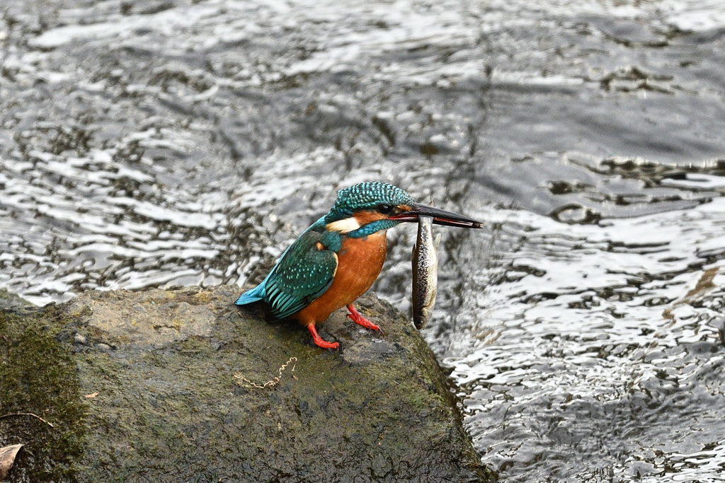 大きな魚