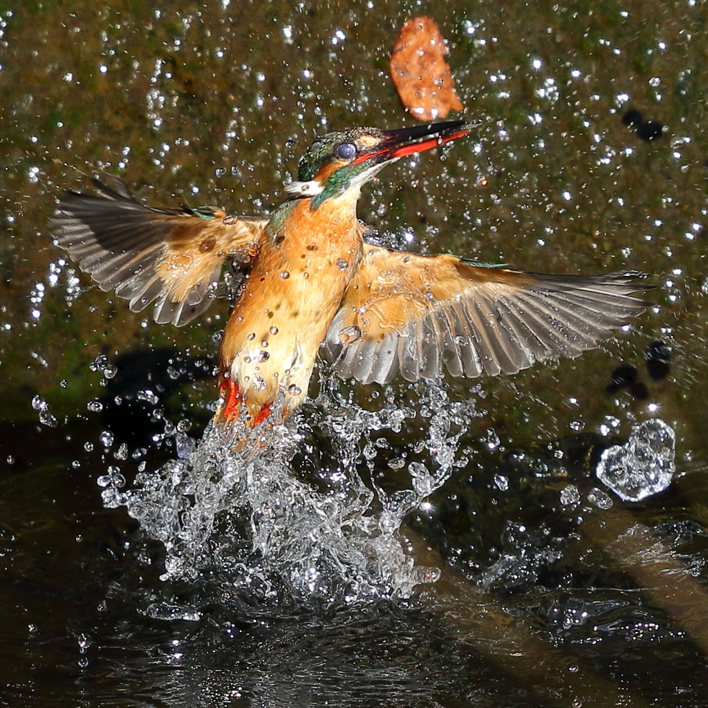 カワセミダイブ